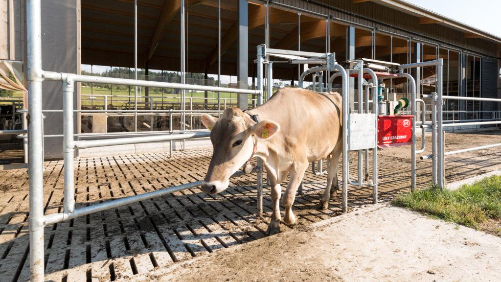 Lely Grazeway laidunnusportti