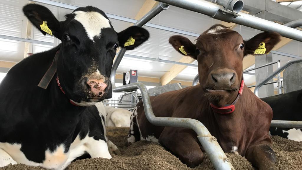 Kaksi lehmää Keski-Pohjanmaan ammattiopiston Kannuksen-toimipaikan robottinavetassa