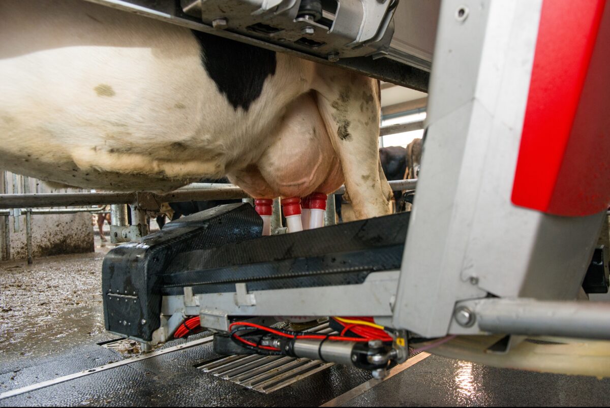 Lely hybridivarsi