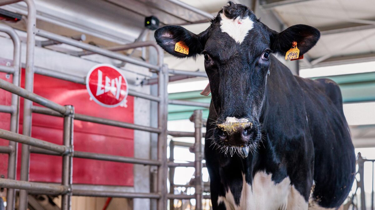 Robottilypsy