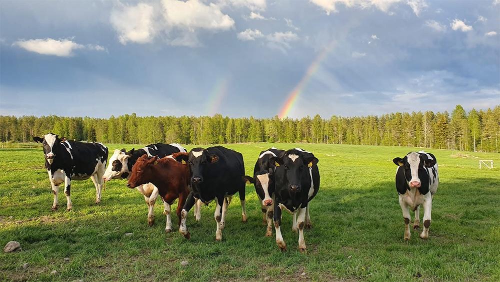 Lehmiä pellolla ja saatenkaari