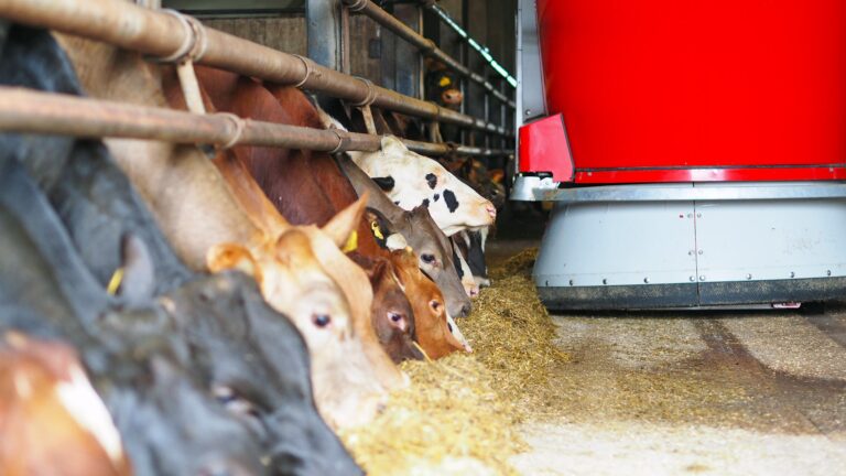 Lely Vector hoitaa lihakarjan ruokinnan