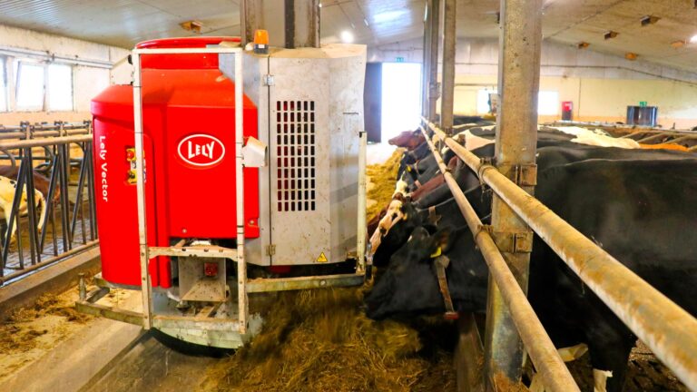 Lely Vector syöttää lehmiä pihatossa